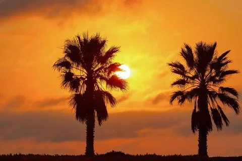 Two Palm trees, heavy dramatic clouds and bright sky. Beautiful African sunse Stock Photos