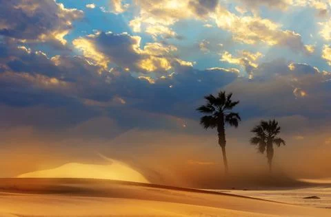 Two Palm trees, heavy dramatic clouds and bright sky. Beautiful African sunse Stock Photos