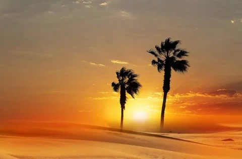 Two Palm trees, heavy dramatic clouds and bright sky. Beautiful African sunse Stock Photos