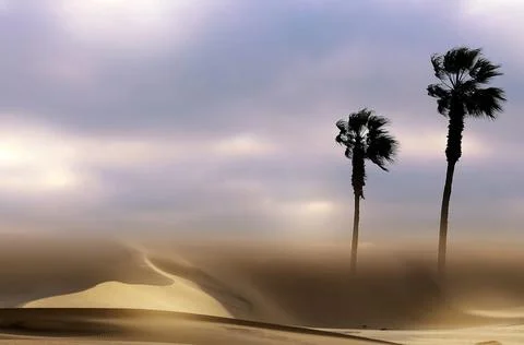Two Palm trees, heavy dramatic clouds and bright sky. Beautiful African sunse Stock Photos