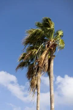 Two palm trees higher than clouds. Palm leaves waving in the wind. Stock Photos