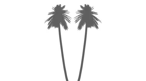 Two palm trees isolated on transparent background Illustrazione stock
