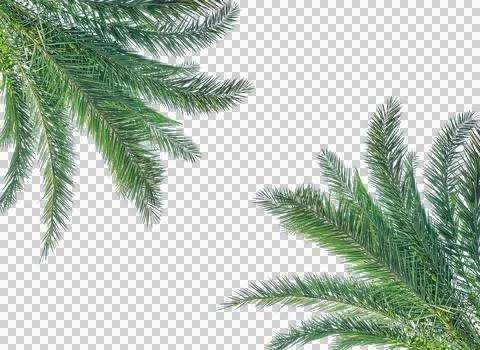 Two palm trees leaf frame, An isolated green spruce branch 스톡 사진