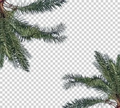 Two palm trees leaf frame, An isolated green spruce branch serves 스톡 사진