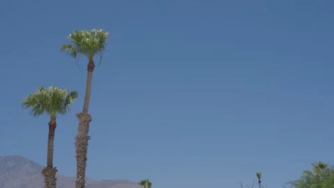 Two palm trees on left of frame with Palm Springs mountains Vidéo 304763163