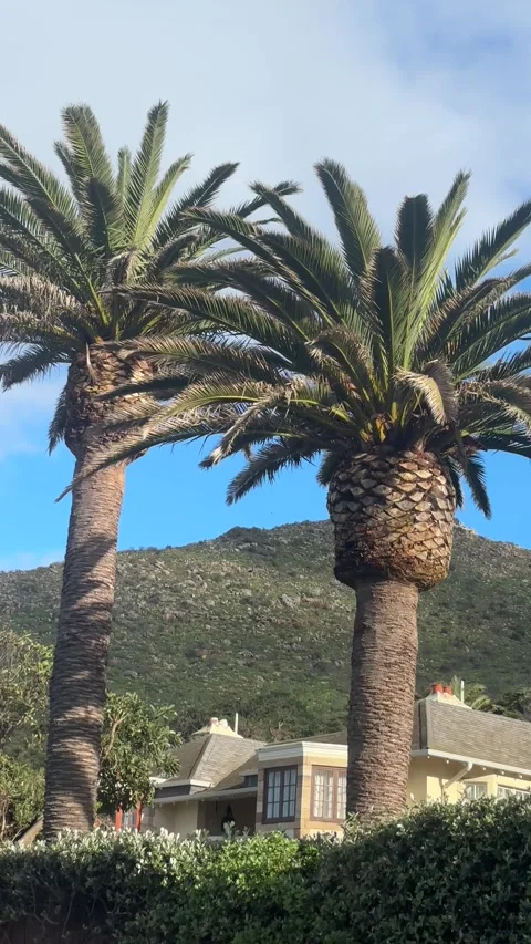 Two palm trees on the mountain Stock Footage 337539528