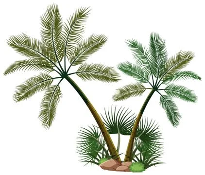 Two palm trees with nature elements on white background Stock Illustration