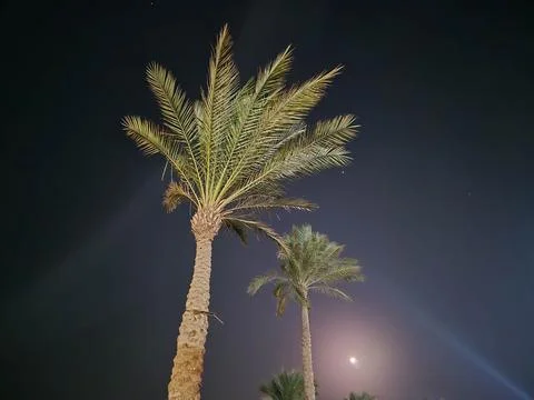 Two palm trees at night under moonlit sky Stock Photos
