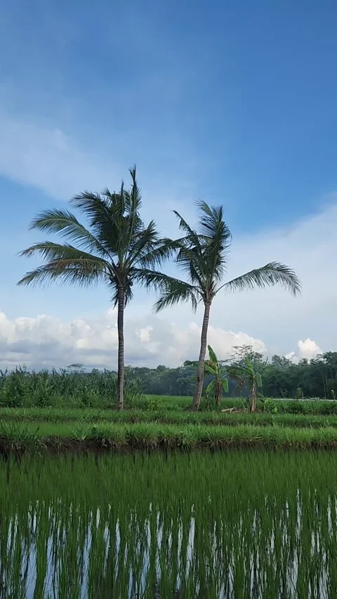 Two palm trees over green rice paddy field under blue sky. Stock Footage 325683692