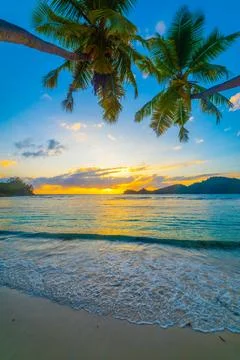Two palm trees over a tropical beach Stock Photos