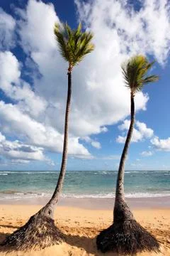 Two palm trees Foto stock