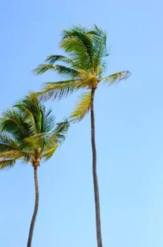 Two Palm Trees Stock Photos