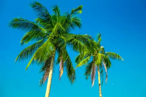 Two palm trees Stock Photos