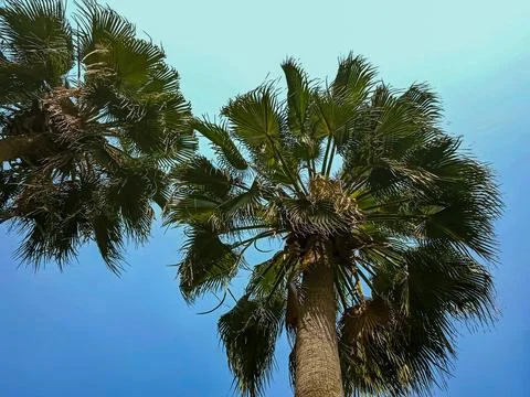 Two palm trees Stock Photos