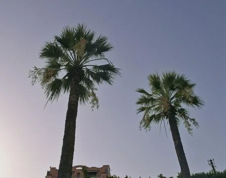 Two palm trees Stock Photos