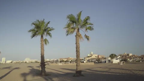 Two Palm Trees on Sandy Beach with Long Morning Shadows in France Stock Footage 342438470