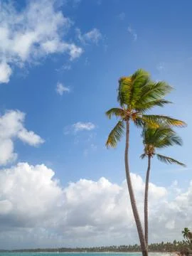 Two palm trees on sandy beach. Coast of Atlantic ocean Stock Photos