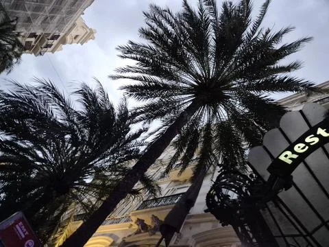 Two palm trees as seen from the bottom Stock Photos