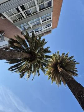 Two palm trees as seen from the bottom Stock Photos