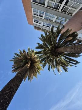 Two palm trees as seen from the bottom 写真素材