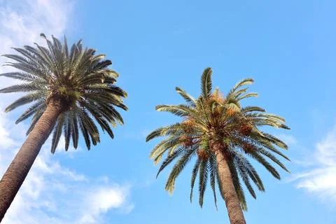 Two palm trees stand tall against a clear blue sky Stock Photos