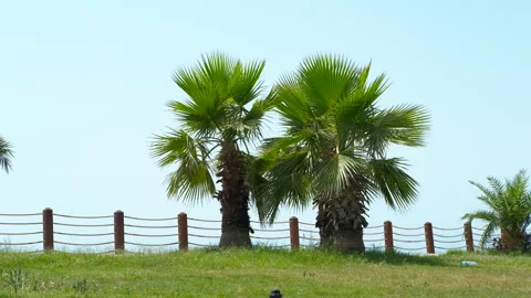 Two palm trees standing behind wooden fence Stock Footage 306183462