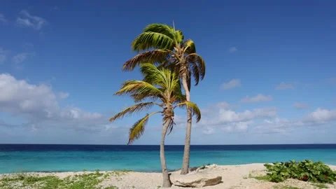 Two palm trees sway in the wind. Slow motion. Stock Footage 168870724