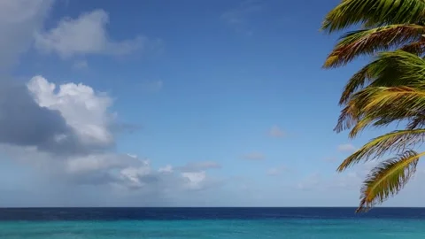Two palm trees sway in the wind on azure sea background. Motion of the camera. Stock Footage 168942428