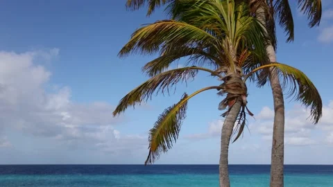 Two palm trees sway in the wind on azure sea background. Stock Footage 189884317