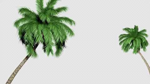 Two Palm Trees Sway in the Wind Stock Footage 306767644