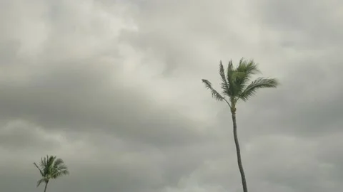 Two Palm Tree's Swaying in the Breeze Stock Footage 237853411