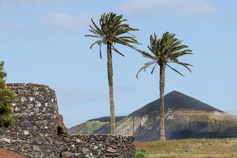 Two palm trees swaying in the wind near a stone wall and a volcanic mountai.. Foto stock