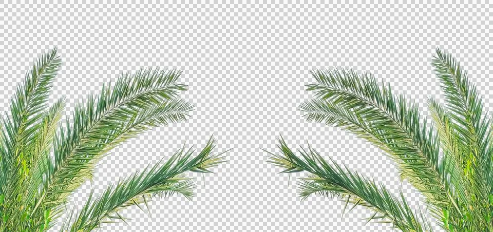 Two palm trees on a transparent background, green date palm tree Foto stock