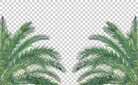 Two palm trees on a transparent background, green date palm tree Foto stock