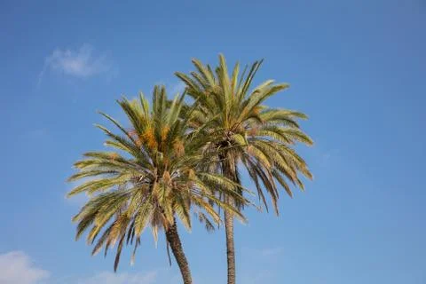 Two palm trees under blue sky with few clouds. Larnaca, Cyprus Stock Photos