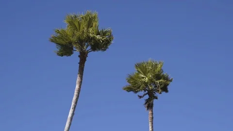 Two Palm Trees in Wind 動画素材 112235204