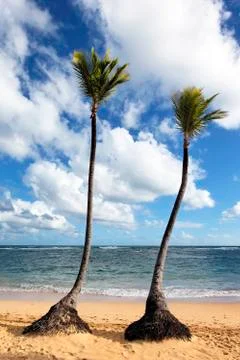 Two palms on a beach Stock Photos