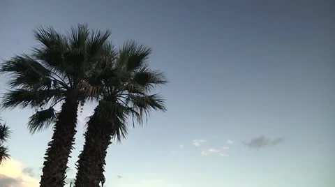 Two Palms Video stock 10726256