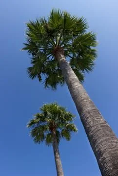 Two palms Stock Photos