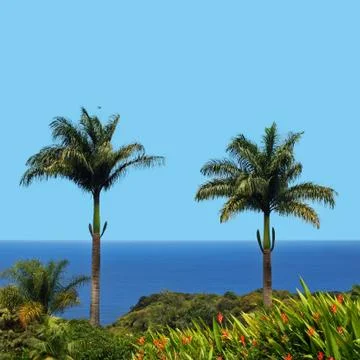 Two palms Stock Photos