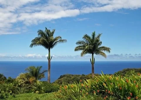 Two palms Stock Photos