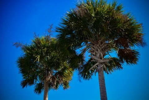 The Two Palms Stockfoto's