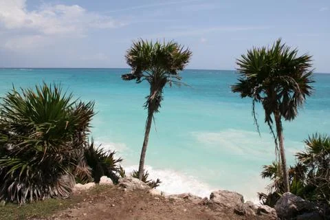 Two palms on a seaside cliff Stock Photos