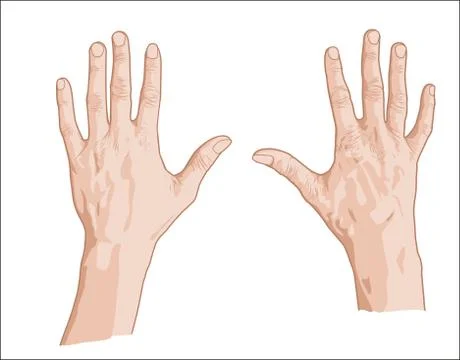 Two palms sketch Stock Illustration