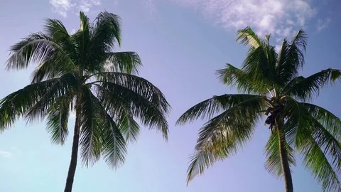 Two palms at sunny day 動画素材 72225029