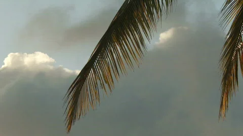 Two palms sunset Stock Footage 735692