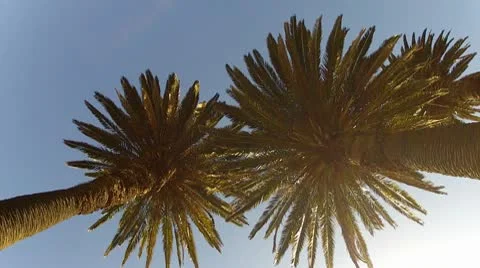 Two palms.mp4 Stock Footage 10589101