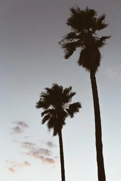 Two palmtrees in front of cloudy sky during sunset Stock Photos