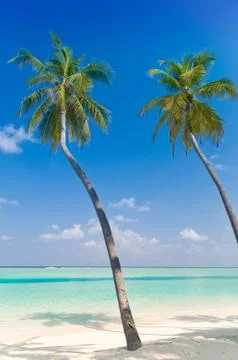 Two palmtrees on a tropical beach Stock Photos