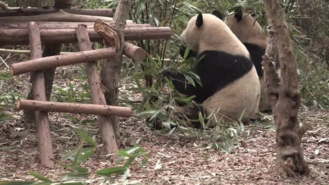 Two panda are eating some vegetables Stock Footage 125342393